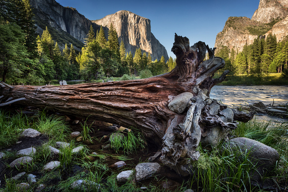 Fallen Tree, Yosemite Valley
