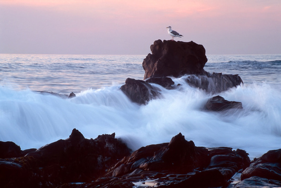 Gull and Wave
