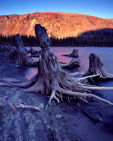 Roots at Sunset, Lake Mary